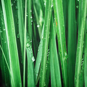 Monks - Cobal Green- Natural deodorant