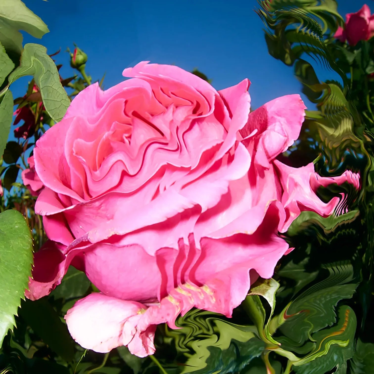 Monks - Atlas Rose - Natural deodorant Spray