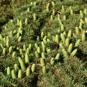 Monks - Cobal Green- Natural deodorant